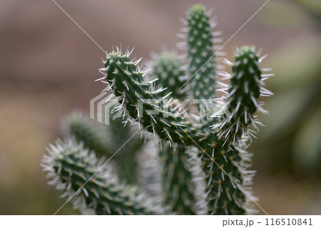 サボテン　マツアラシ 116510841