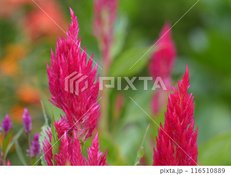 ケイトウ 116510889