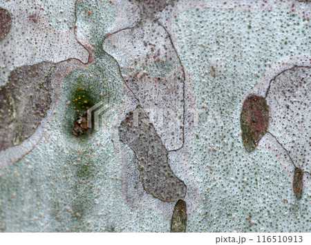 木肌　ハクショウ  116510913