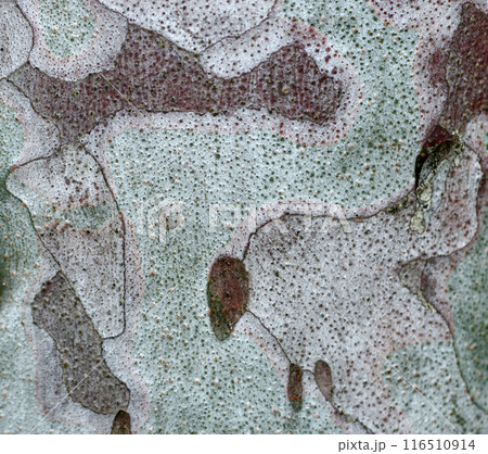 木肌　ハクショウ  116510914