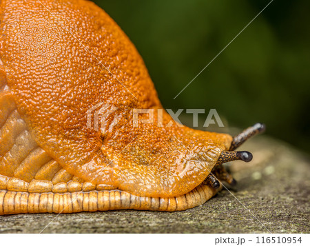 Spanish slug snail crawling 116510954
