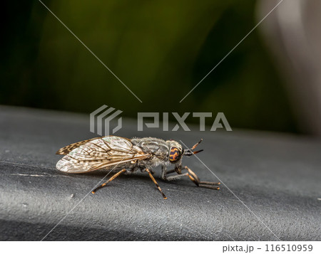 Common horse fly sitting on metal surface Common horse fly sitting on metal surface 116510959