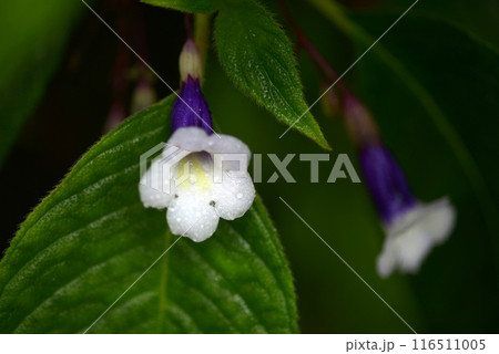 キリタ・アスペリフォリア 116511005