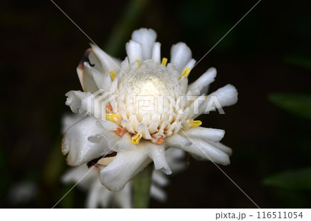 白いトーチジンジャー 116511054