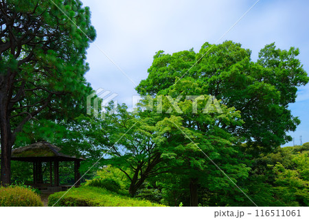 旧古河庭園のダイオウマツ　大王松 116511061