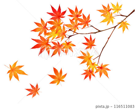 赤く紅葉した美しい紅葉の葉のオシャレなベクターの白バック秋背景素材フレーム 116511083