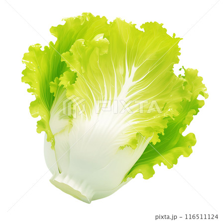 Fresh green lettuce head with vibrant leaves, illustration on a white background 116511124