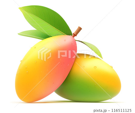 Two multicolored mango fruits with water droplets and green leaves 116511125