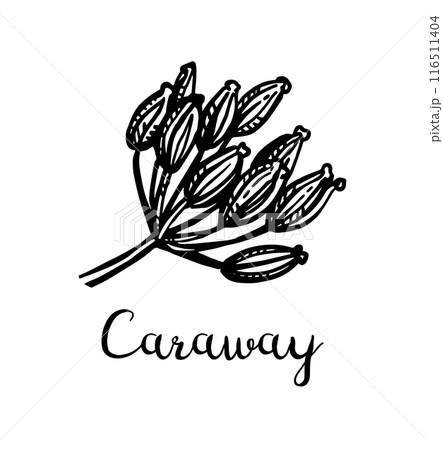 Caraway seeds on a dried flower. 116511404