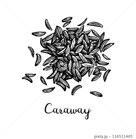 Caraway seeds ink sketch. 116511405