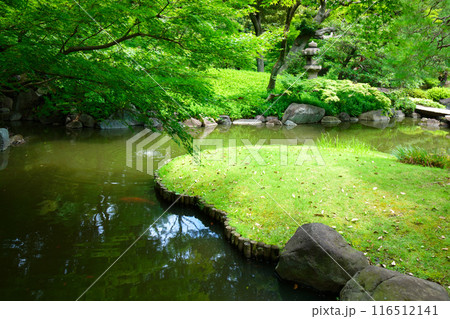 旧古河庭園の若葉に新緑と水面に映える景観 旧古河庭園の若葉に新緑と水面に映える景観 116512141