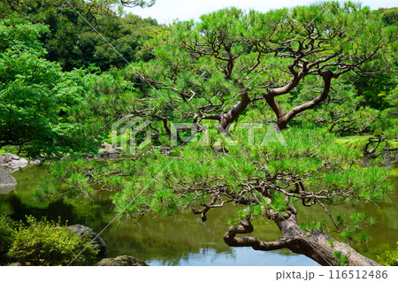 旧古河庭園の赤松の若葉に新緑と水面に映える景観 116512486