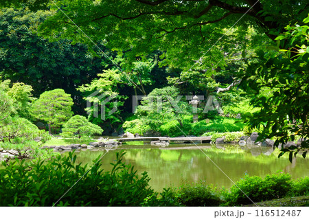 旧古河庭園の若葉に新緑と水面に映える景観 116512487
