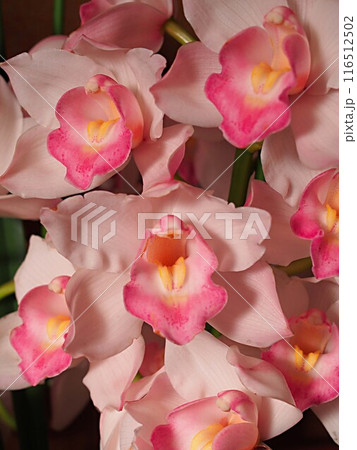 シンビジュームの花のアップ 116512502