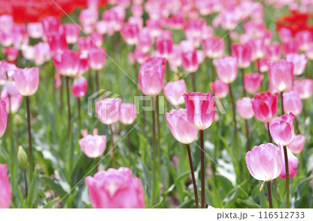 チューリップまつり 116512733