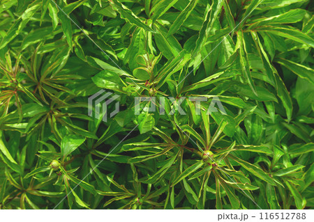 Green peony bushes texture flatlay. 116512788