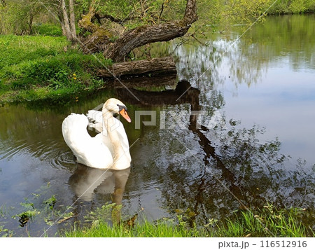 A beautiful swan floats on the river 116512916
