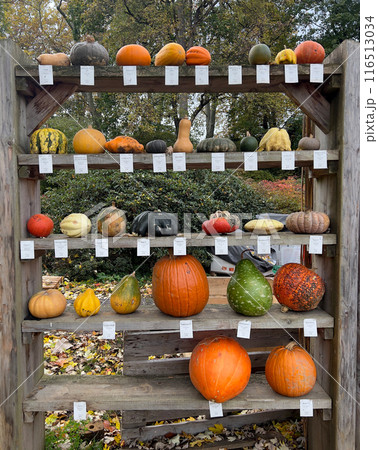 An assortment of pumpkins and gourds, varying in size, shape, and color, sit on wooden shelves 116513034