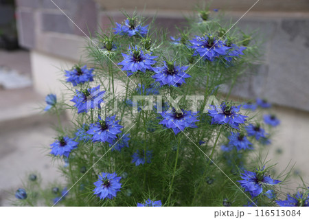 青い花ニゲラ 青い花ニゲラ 116513084
