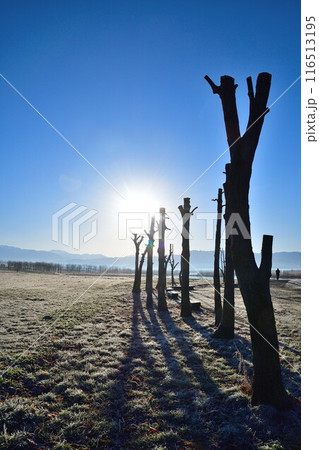 朝の福島潟（新潟県） 116513195