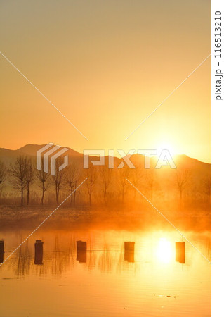 朝の福島潟（新潟県） 116513210