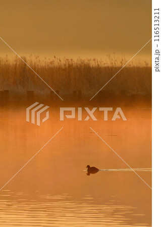 朝の福島潟（新潟県） 116513211