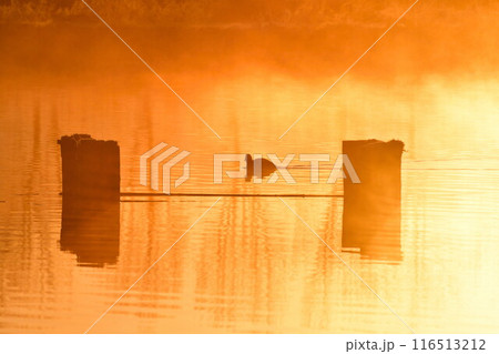 朝の福島潟（新潟県） 116513212