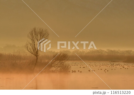 朝の福島潟(新潟県) 朝の福島潟(新潟県) 116513220