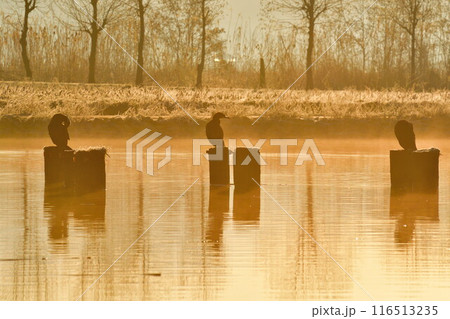 朝の福島潟(新潟県) 朝の福島潟(新潟県) 116513235