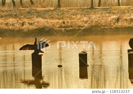 朝の福島潟（新潟県） 116513237
