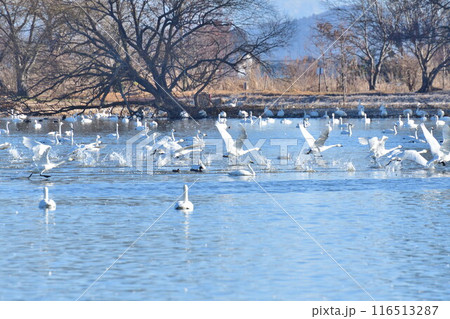 瓢湖の白鳥（新潟県） 116513287