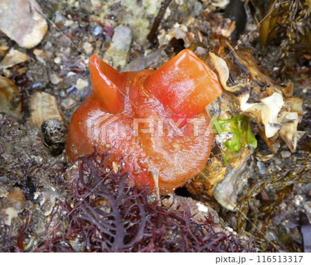 ホヤの一種、鮮やかなオレンジ色から赤色をしたベニホヤの写真 116513317