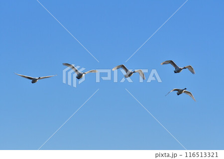 瓢湖の白鳥（新潟県） 116513321