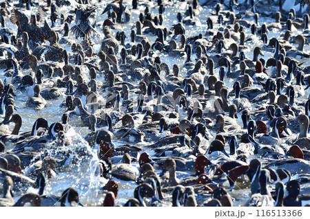 瓢湖(新潟県) 瓢湖(新潟県) 116513366