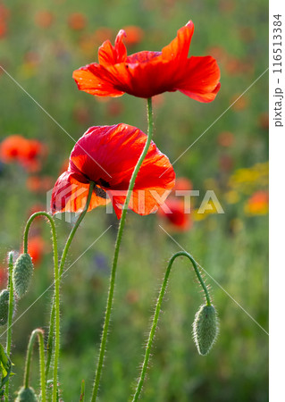 Red Poppy Flowers in Full Bloom on a Sunny Day with vibrant colors and delicate petals 116513384