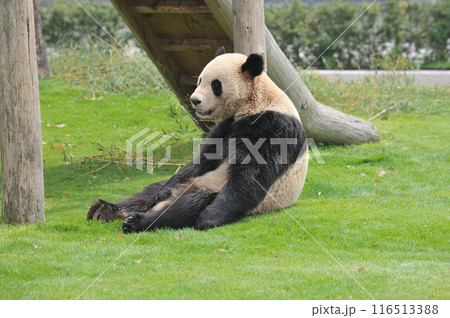まったりくつろぐ永浜 まったりくつろぐ永浜 116513388