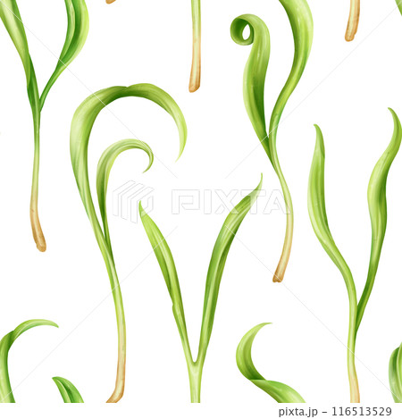 Seamless pattern with steam of micro-green spinach. Young seed seedlings, farming vegetable, horticulture and cultivation. Legumes for gardening, ingredients for cooking. Digital isolated illustration 116513529
