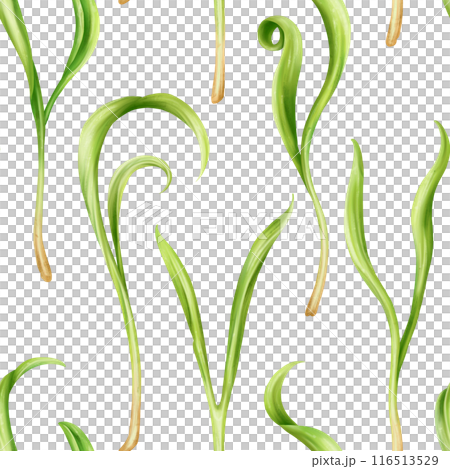 Seamless pattern with steam of micro-green spinach. Young seed seedlings, farming vegetable, horticulture and cultivation. Legumes for gardening, ingredients for cooking. Digital isolated illustration 116513529