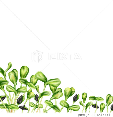 A composition of young green germinating sunflower sprouts from seeds. Organic microgreens for nutrition, salads. Agriculture, cultivation of garden plants and flowers. Digital isolated illustration A composition of young green germinating sunflower sprouts from seeds. Organic microgreens for nutrition, salads. Agriculture, cultivation of garden plants and flowers. Digital isolated illustration 116513531