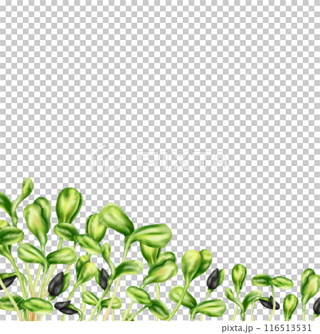 A composition of young green germinating sunflower sprouts from seeds. Organic microgreens for nutrition, salads. Agriculture, cultivation of garden plants and flowers. Digital isolated illustration 116513531