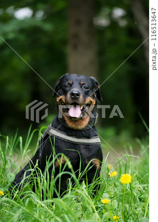 Portrait of rottweiler dog 116513647
