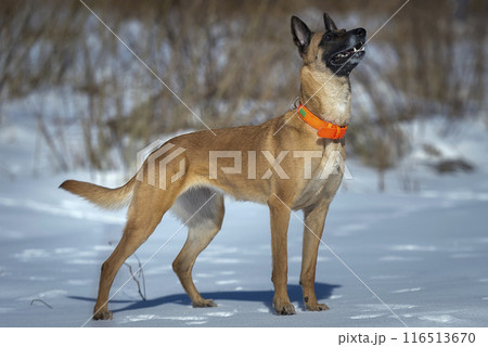 Belgian shepherd dog standing on the snow in winter. Selective focus. Belgian shepherd dog standing on the snow in winter. Selective focus. 116513670