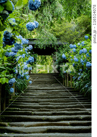 紫陽花（明月院、山門、鎌倉石の参道） 116514078