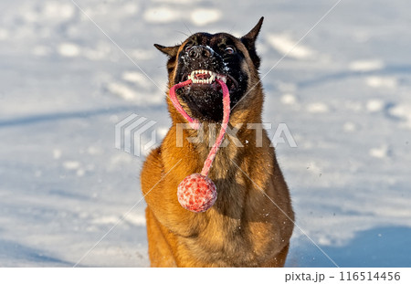 A very happy face of a Belgian shepherd dog with a red ball in his mouth A very happy face of a Belgian shepherd dog with a red ball in his mouth 116514456