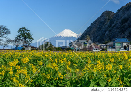 西伊豆から菜の花と富士山 西伊豆から菜の花と富士山 116514872
