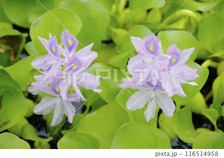 ホテイアオイの花 ホテイアオイの花 116514958