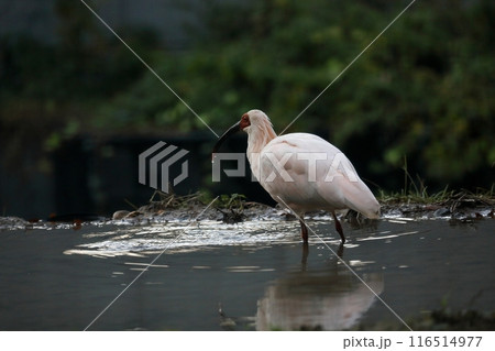水田の中を歩くトキ 116514977