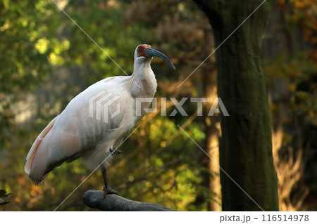 片足を上げて木に止まり休むトキ 片足を上げて木に止まり休むトキ 116514978