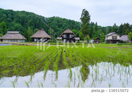 茅葺屋根と早苗田 116515072