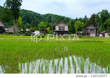 古民家と早苗田 古民家と早苗田 116515077